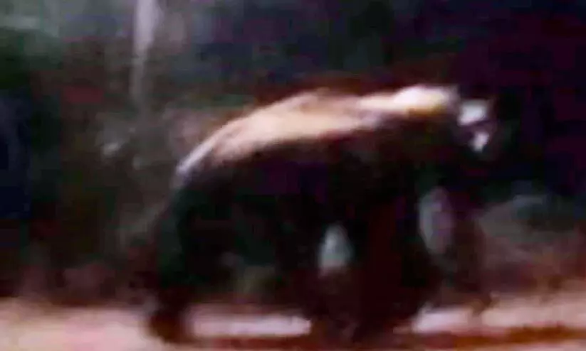 അച്ചൻകോവിൽ ജനവാസ മേഖലയിൽ കാട്ടാനയിറങ്ങി; ജനം ഭീതിയിൽ അച്ചൻകോവിൽ ജനവാസ മേഖലയിൽ കാട്ടാനയിറങ്ങി; ജനം ഭീതിയിൽ