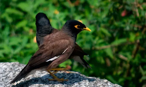 കൃ​ഷി​ക്കും പ​രി​സ്ഥി​തി​ക്കും ഭീ​ഷ​ണി; ഇ​ല്ലാ​താ​ക്കി​യ​ത്​ 52,248 കാ​ക്ക​​ക​ളെ​യും മൈ​ന​ക​ളേ​യും