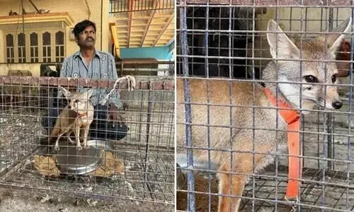 Breeder arrested illegally keeping fox poultry farm