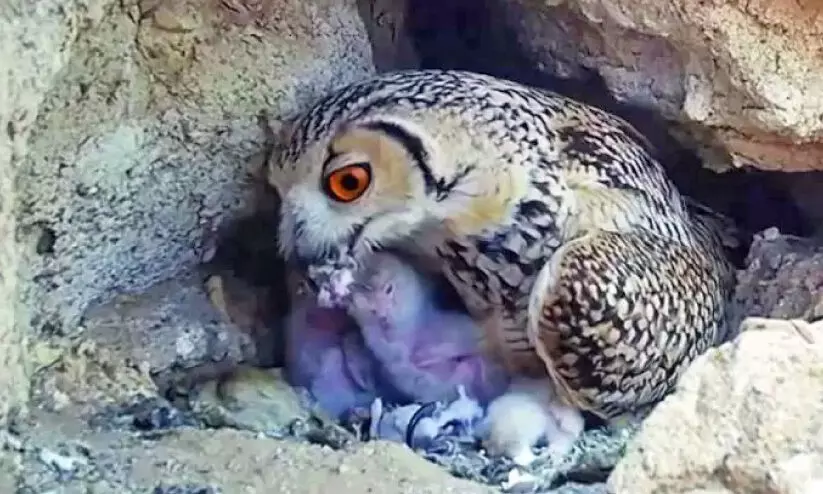 ഫറോണിക് മൂങ്ങയെ പകർത്തി കുവൈത്തി ഫോട്ടോഗ്രാഫർ