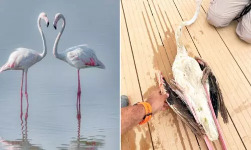 അരയന്നങ്ങളെ വേട്ടയാടരുത്​-മന്ത്രാലയം