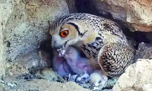 ഫറോണിക് മൂങ്ങയെ പകർത്തി കുവൈത്തി ഫോട്ടോഗ്രാഫർ