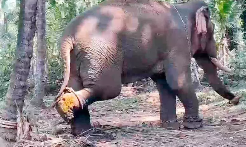 ആനക്ക് ക്രൂര മർദനം; പിൻകാലിലെ മുറിവ് പഴുത്ത് പുഴുവരിച്ച നിലയിൽ ആനക്ക് ക്രൂര മർദനം; പിൻകാലിലെ മുറിവ് പഴുത്ത് പുഴുവരിച്ച നിലയിൽ