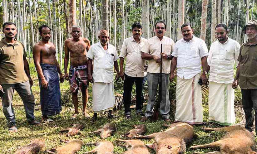 കാവനൂരിൽ ഒമ്പത് കാട്ടുപന്നികളെ വെടിവെച്ചുകൊന്നു