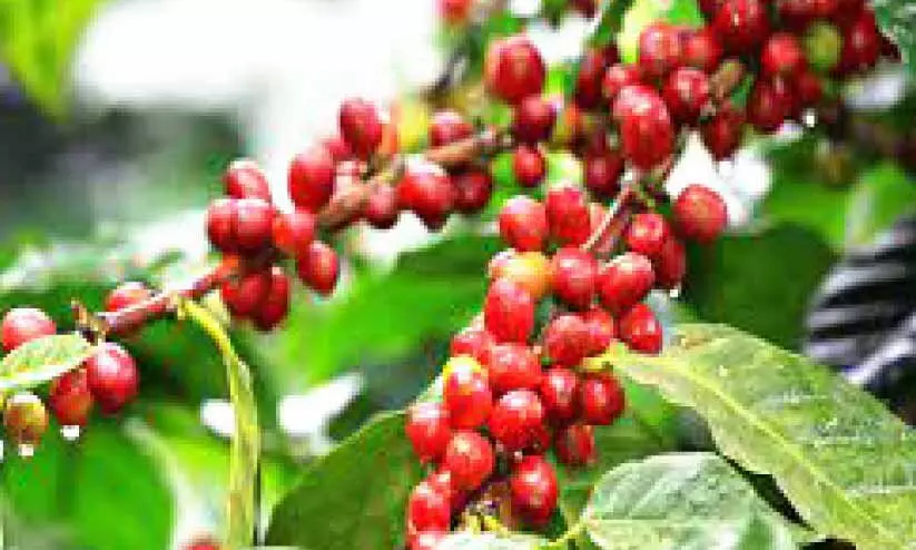 കാപ്പി വില: കർഷകരിൽ ആഹ്ലാദവും നിരാശയും