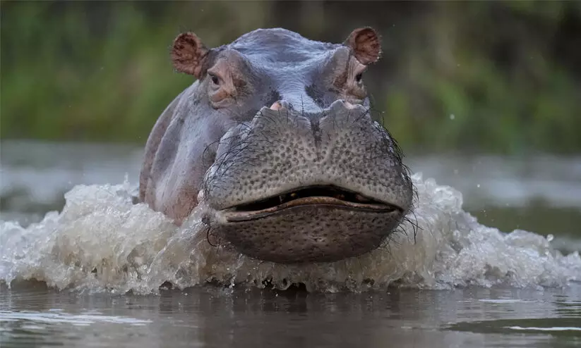 shipping hippos to India shipping hippos to India