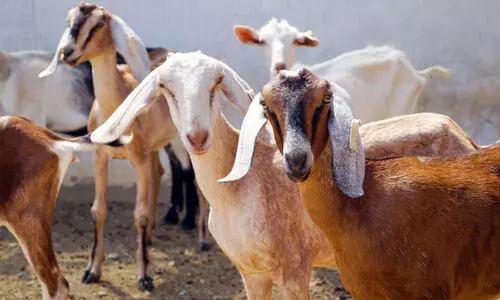 livestock export-ban