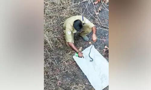 കാട്ടുതീയിൽപെട്ട മൂര്‍ഖന്‍പാമ്പിന് ദാഹജലം നൽകി അഗ്നിരക്ഷസേന ഉദ്യോഗസ്ഥന്‍