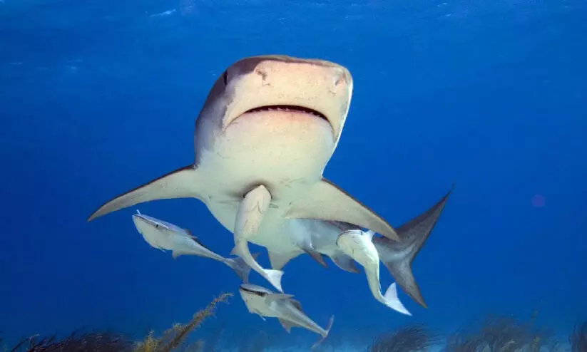 സ്രാവുകളുടെ എണ്ണം കുറയുന്നു; സംരക്ഷണത്തിന്​ നടപടി