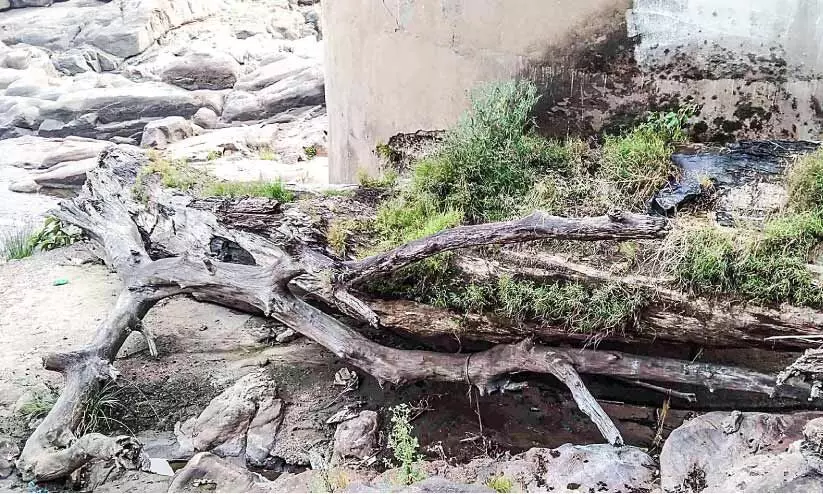 ഒഴുകിയെത്തുന്ന കൂറ്റൻ മരങ്ങൾ പെരുന്തേനരുവി പമ്പ്ഹൗസിന് ഭീഷണി ഒഴുകിയെത്തുന്ന കൂറ്റൻ മരങ്ങൾ പെരുന്തേനരുവി പമ്പ്ഹൗസിന് ഭീഷണി