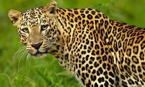 ക​ൺ​മു​ന്നി​ൽ ആ​ടി​നെ പു​ലി പി​ടി​ച്ച​താ​യി ഉ​ട​മ; ഭീ​തി മാ​റാ​തെ മു​ള്ള്യാ​കു​ർ​ശ്ശി