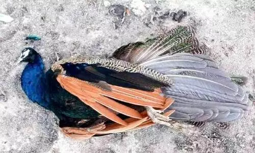 വൈദ്യുതാഘാതമേറ്റ് മയിൽ ചത്തു