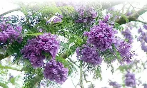 നീലവാകകൾ പൂക്കുന്ന വീഥിയിൽ...