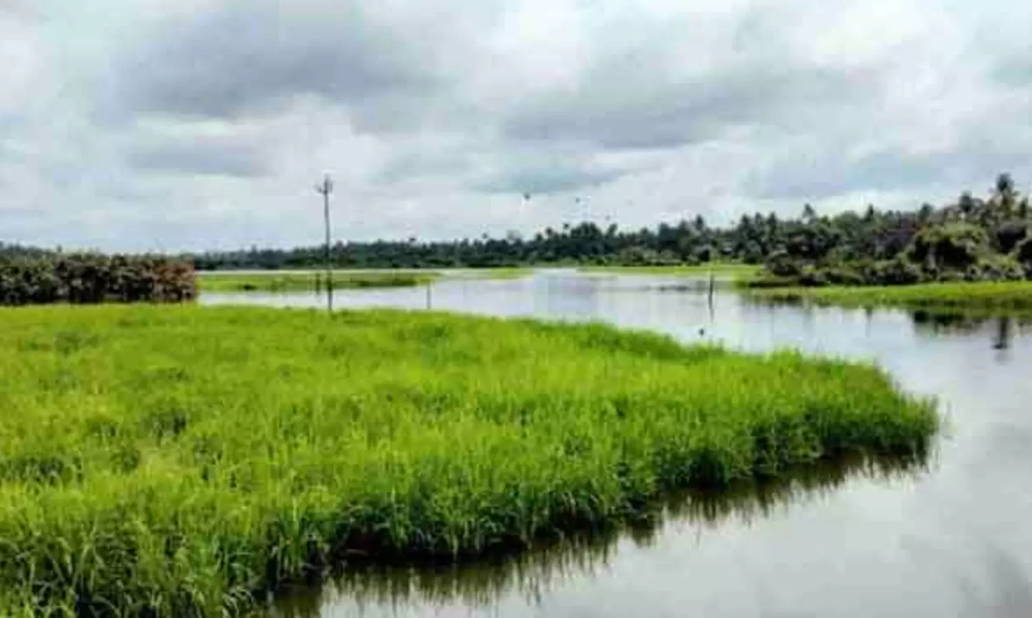 പൊക്കാളി നെല്ലിന് അടിസ്ഥാന വിലനിശ്ചയിച്ച് സപ്ലൈകോ വഴി സംഭരിക്കണമെന്ന് റിപ്പോർട്ട്