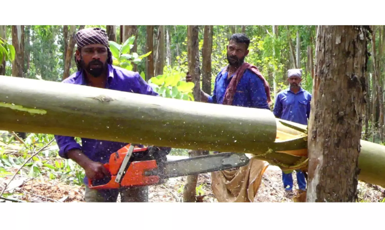 അരിക്കൊമ്പന് കൂട്; മുറിക്കുന്നത് 128 ഗ്രാന്‍റിസ് മരങ്ങൾ