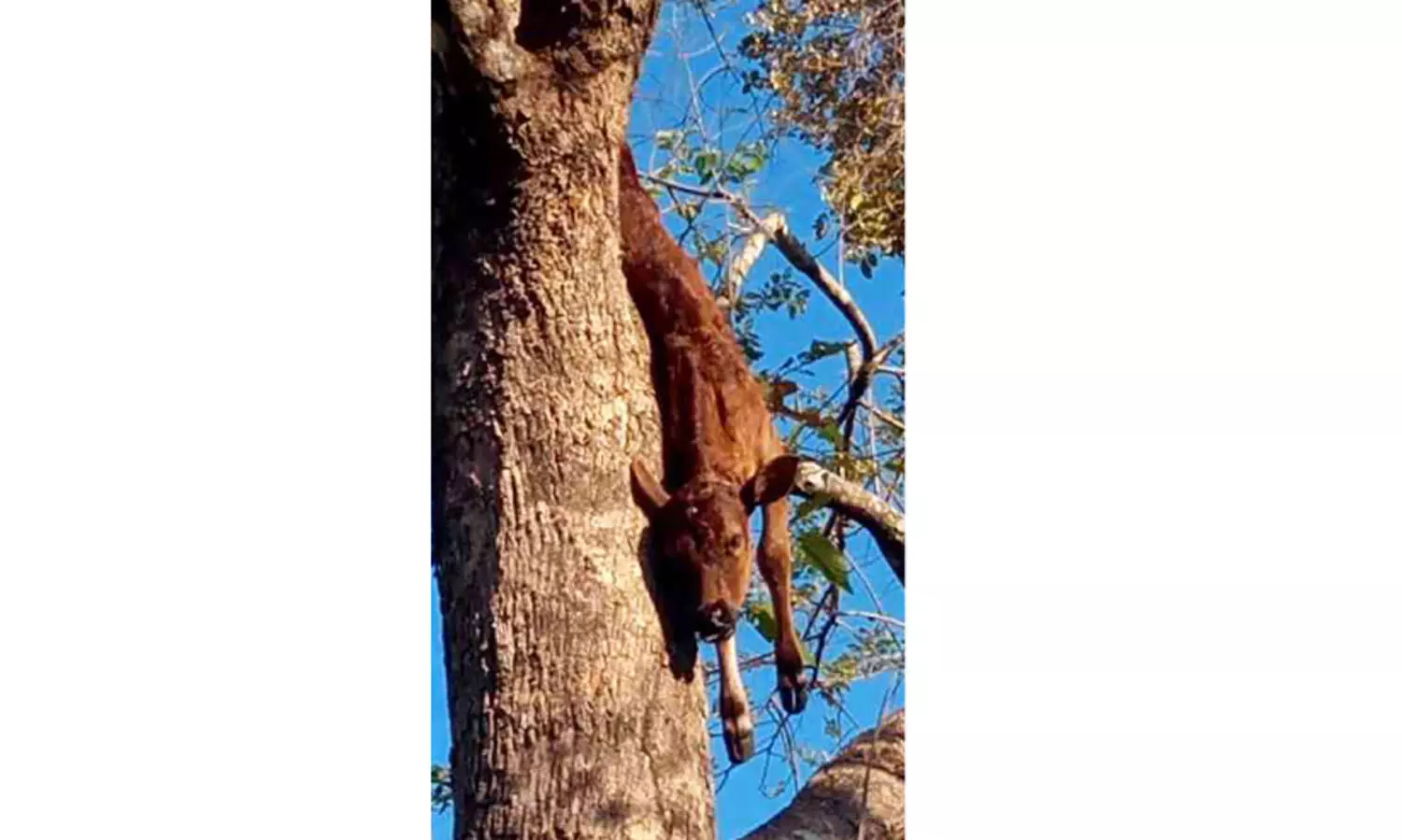 പുലി പശുക്കുട്ടിയെ കൊന്ന് മരത്തിന് മുകളിൽ തൂക്കിയിട്ടു