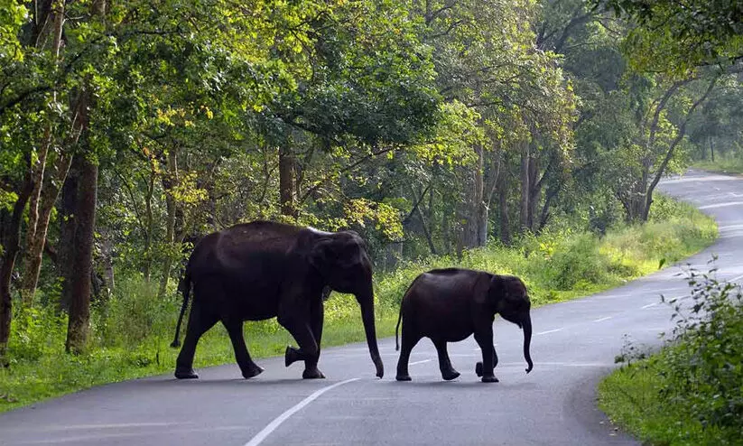 തീക്കാലം കഴിയുന്നതു വരെ വയനാട്ടിലെ ടൂറിസം കേന്ദ്രങ്ങൾ അടച്ചിടണം -പ്രകൃതി സംരക്ഷണ സമിതി തീക്കാലം കഴിയുന്നതു വരെ വയനാട്ടിലെ ടൂറിസം കേന്ദ്രങ്ങൾ അടച്ചിടണം -പ്രകൃതി സംരക്ഷണ സമിതി