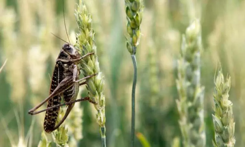 വെ​ട്ടു​കി​ളി​