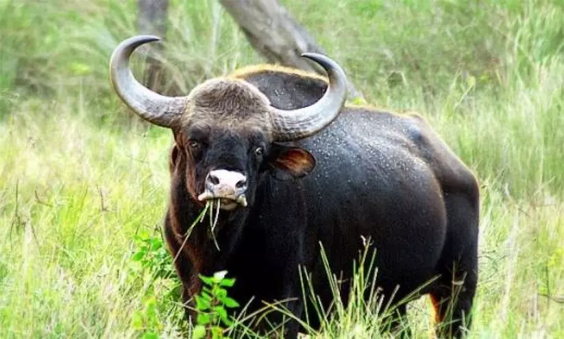 wild buffalo attack