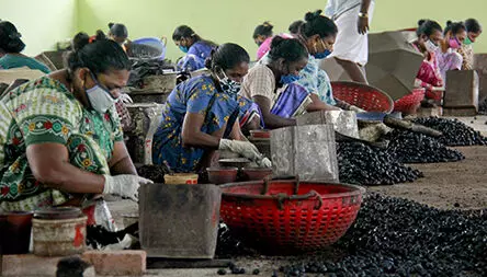 കശുവണ്ടി വ്യവസായത്തെ കൈപിടിച്ചുയർത്തുമെന്ന് പി. രാജീവ്