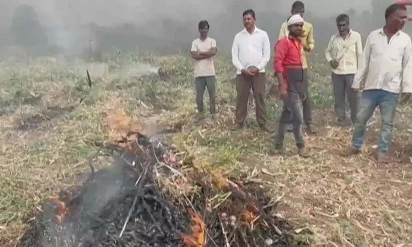 Farmer, onion farm Farmer, onion farm