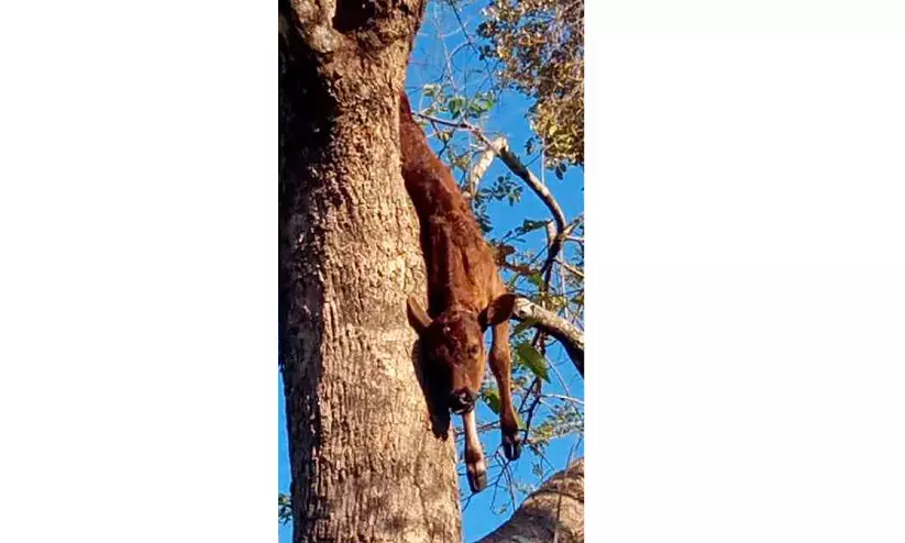 പുലി പശുക്കുട്ടിയെ കൊന്ന് മരത്തിന് മുകളിൽ തൂക്കിയിട്ടു