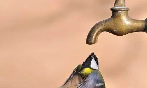 കിളികളും കൂളാവട്ടെ