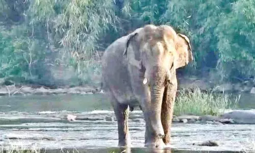 ഏ​ഴ​ഴ​കാ​യി ഏ​ഴാ​റ്റു​മു​ഖം ഗ​ണ​പ​തി