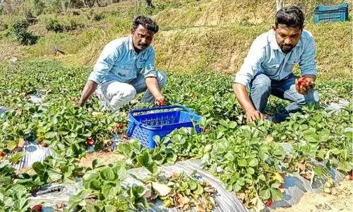സ്​ട്രോബറി തോട്ടത്തിൽ നിറയുന്ന സൗഹൃദ മധുരം