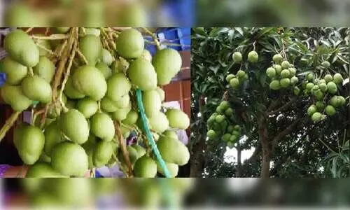 വി​പ​ണി​യി​ൽ താ​ര​മാ​യി ക​ണ്ണി​മാ​ങ്ങ