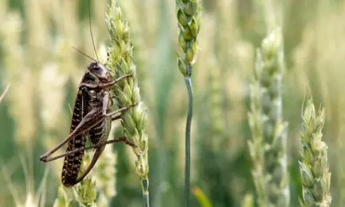 വെ​ട്ടു​കി​ളി​