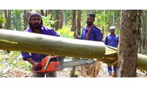 അരിക്കൊമ്പന് കൂട്; മുറിക്കുന്നത് 128 ഗ്രാന്‍റിസ് മരങ്ങൾ