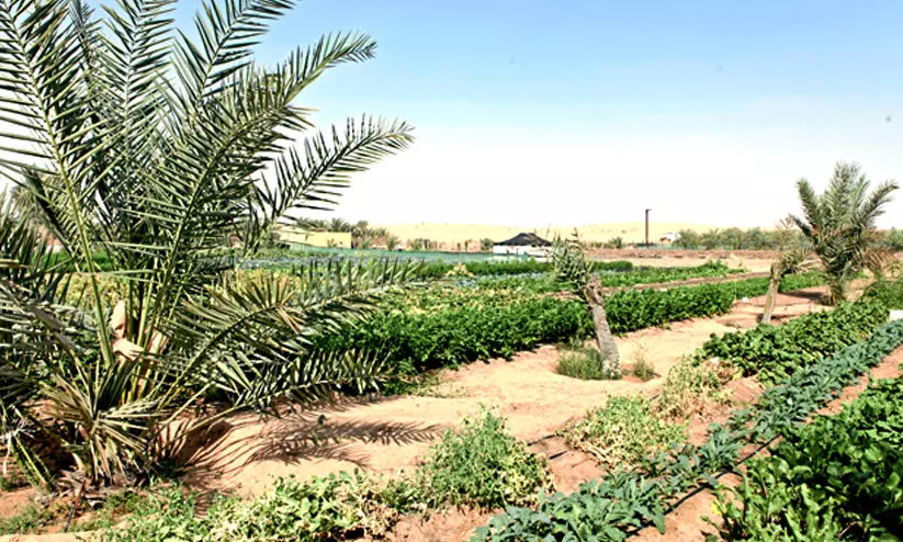 ഭക്ഷ്യ ഉൽപാദനം, സുസ്ഥിര ക്ഷേമം; അബൂദബിയിൽ 1536 ഫാമുകള്‍ക്ക് അംഗീകാരം