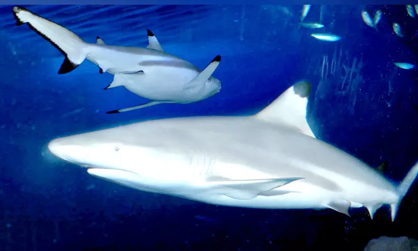 സ്രാ​വു​ക​ളെ പി​ടി​ക്കു​ന്ന​തി​ന്​ നാ​ലു​മാ​സ​ത്തെ നി​രോ​ധ​നം