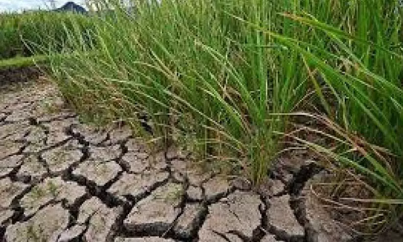 താ​പ​നി​ല കു​തി​ക്കു​ന്നു; നെ​ല്ലി​ന്‌ രോ​ഗ​സാ​ധ്യ​ത​​യെ​ന്ന്​   ഗ​വേ​ഷ​ണ​കേ​ന്ദ്രം