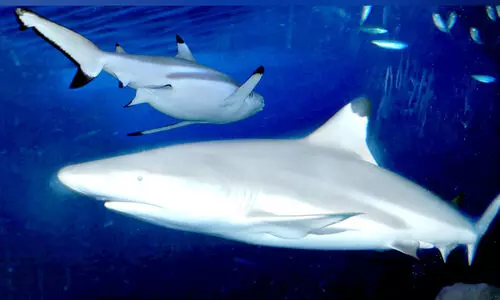 സ്രാ​വു​ക​ളെ പി​ടി​ക്കു​ന്ന​തി​ന്​ നാ​ലു​മാ​സ​ത്തെ നി​രോ​ധ​നം