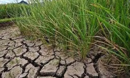 താ​പ​നി​ല കു​തി​ക്കു​ന്നു; നെ​ല്ലി​ന്‌ രോ​ഗ​സാ​ധ്യ​ത​​യെ​ന്ന്​   ഗ​വേ​ഷ​ണ​കേ​ന്ദ്രം