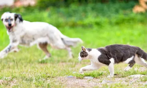 നാ​യെ​യും പൂ​ച്ച​യെ​യും കൊ​ണ്ടു​വ​രു​ന്ന​വ​ർ​ക്ക് മാ​ർ​ഗ​നി​ർ​ദേ​ശ​ങ്ങൾ
