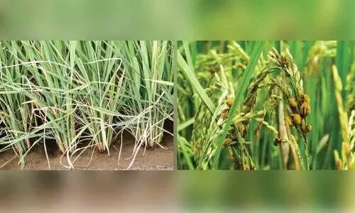 നെ​ൽ​വ​യ​ലു​ക​ളി​ൽ നാ​ശം വി​ത​ച്ച് ത​ണ്ടു​തു​ര​പ്പ​നും ല​ക്ഷ്മി​യും