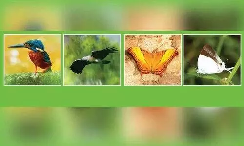 പറമ്പിക്കുളത്ത് 290 ഇനം പക്ഷികൾ; 209 ഇനം ചിത്രശലഭങ്ങളും