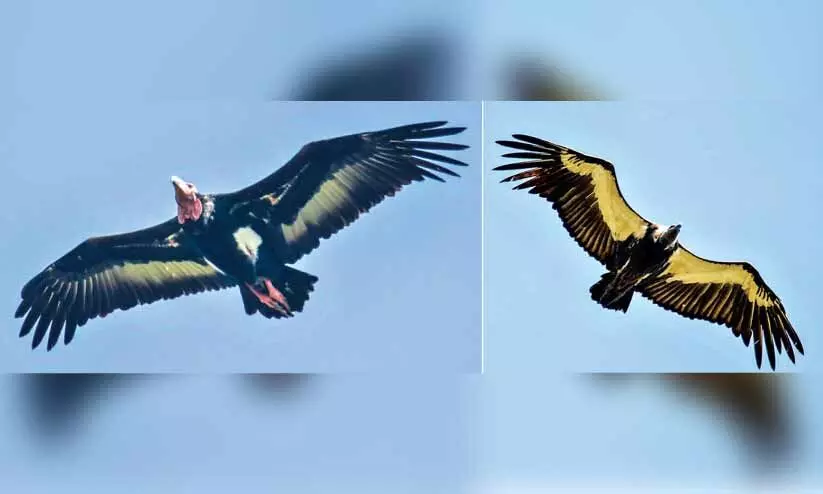 ബന്ദിപ്പുർ, നാഗർഹോളെ വനങ്ങളിൽ 350 കഴുകന്മാരെ കണ്ടെത്തി ബന്ദിപ്പുർ, നാഗർഹോളെ വനങ്ങളിൽ 350 കഴുകന്മാരെ കണ്ടെത്തി