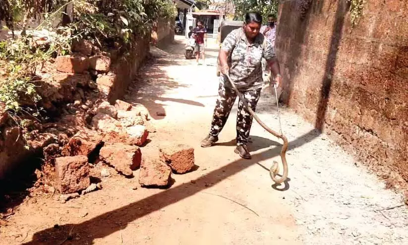 പാമ്പു പിടിത്തത്തില് 1000 തികച്ച് ഉഷ പാമ്പു പിടിത്തത്തില് 1000 തികച്ച് ഉഷ