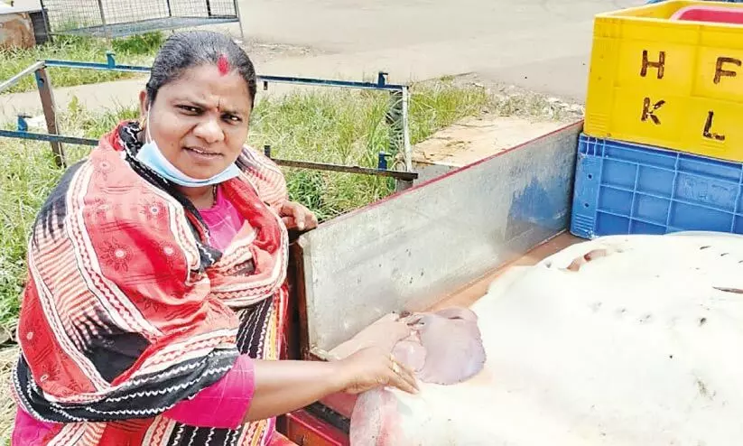 മ​ത്സ്യ​വി​പ​ണ​ന രം​ഗ​ത്തെ പെ​ൺ​സാ​ന്നി​ധ്യ​മാ​യി ശോ​ഭ ജ​യ​ൻ