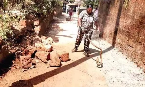 പാ​മ്പു​ പി​ടി​ത്ത​ത്തി​ല്‍ 1000 തി​ക​ച്ച് ഉ​ഷ