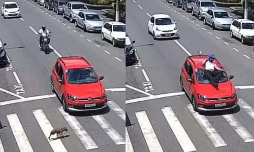 ആരുടെ ഭാഗത്താണ് തെറ്റ്? നായയെ രക്ഷിക്കാനായി നിർത്തിയ കാറിന് പിന്നിൽ ബൈക്കിടിച്ച് അപകടം, നെറ്റിസൺസിന് രണ്ടഭിപ്രായം -VIDEO