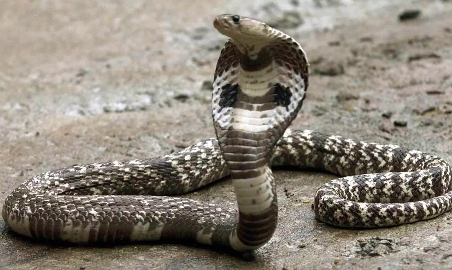 ഒഡിഷയിൽ മൂന്ന് വിദ്യാർഥികൾ ഹോസ്റ്റലിൽ പാമ്പുകടിയേറ്റു മരിച്ചു