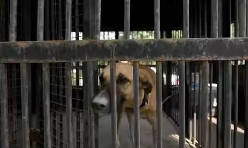 1000 നായ്ക്കളെ പട്ടിണിക്കിട്ട് കൊന്ന് വീട്ടുമുറ്റത്ത് കൂട്ടിയിട്ടു, പ്രതി പൊലീസ് പിടിയിൽ