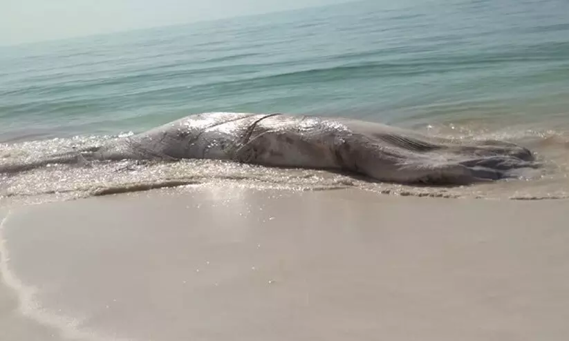 അ​ൽ വു​സ്ത​യി​ൽ തി​മിം​ഗ​ലം ച​ത്ത് ക​ര​ക്ക​ടി​ഞ്ഞു