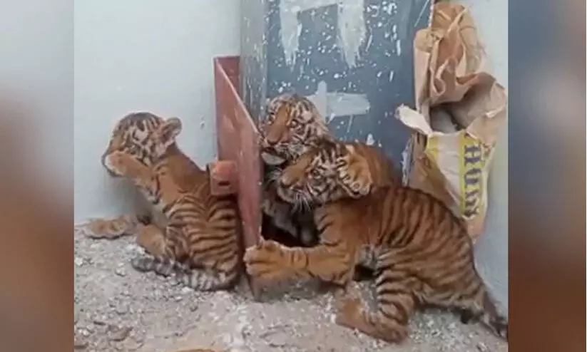 അമ്മയെ കാത്ത് കടുവക്കുട്ടികൾ