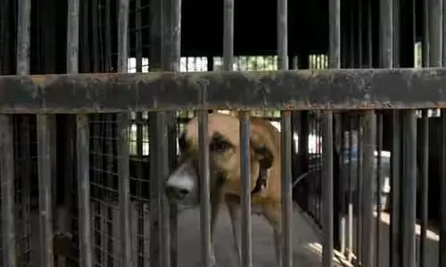 1000 നായ്ക്കളെ പട്ടിണിക്കിട്ട് കൊന്ന് വീട്ടുമുറ്റത്ത് കൂട്ടിയിട്ടു, പ്രതി പൊലീസ് പിടിയിൽ